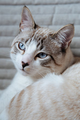 The cat is sitting on a chair.  Portrait of a white cat.  Beautiful cat with blue eyes.
