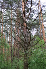 Twisted branches of old pine