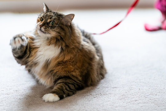 Closeup of playful maine coon cat, lying, playing with red stripe toy in living room, house, home on carpet floor, biting, catching, holding with one paw above, missing, miss