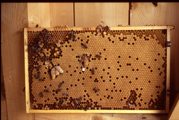 Bee, Brood comb, Queen cell, Replenishment cell, Thuringia, Germany, Europe