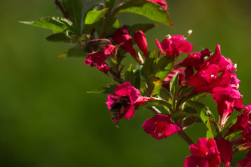 Bee looking for pollen in weigela flowers
