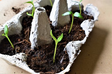 plántulas de pimiento en una huevera