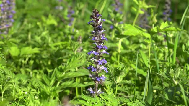 Blue flowers of common bugle (Ajuga reptans) in a spring forest.