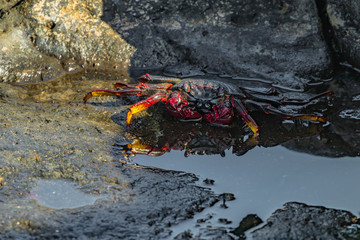 Red rock crab - Grapsus adscensionis - crawling on dark lava stones. The crab basks in the sun next to a small sea puddle in which its reflection is visible. Southern ocean shore of Tenerife, Spain