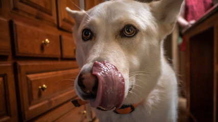 portrait of a dog