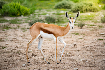 Naklejka na ściany i meble Springbok in bush field of Etosha National park, Namibia. Wildlife animal in Savannah Safari. 