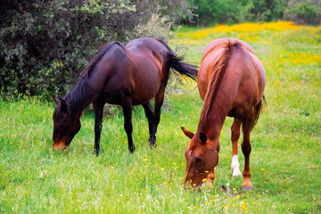 Naklejka na ściany i meble horses in the meadow