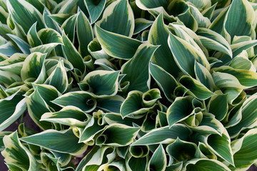 Green and white small hosta plant start growing gardening spring time