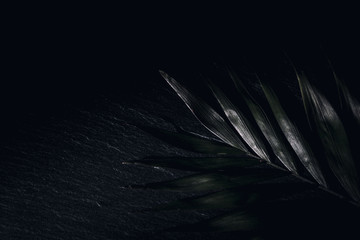 Palm leaf in the darkness, placed on a black stone board.