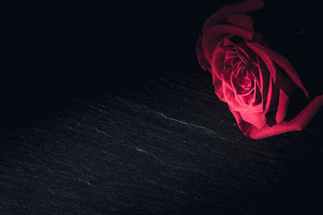 Red rose placed on a dark stone board. Scene depict darkness and sorrow as well as love and romance.
