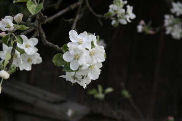 apple tree blossom