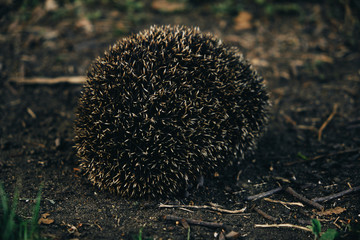 Hedgehog scenting danger curled up in a ball exposing needles.