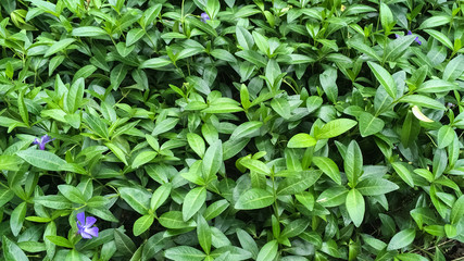 Periwinkle plant with purple flowers and green leaves. Background. Macro shooting, closeup