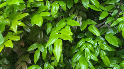 Castanospermum australe tree. Green leaves under sunlight. Macro shooting, closeup