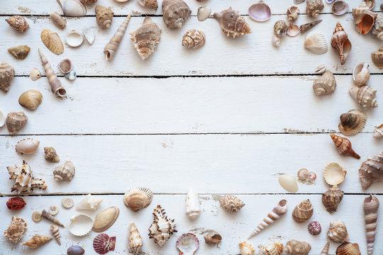 Flat lay  various seashell  on white wooden table, top view. Copy space background, summer concept.