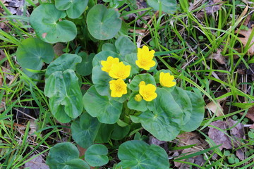 Close up of beautiful Marsh Marigold (Caltha palustris) during spring in Polk County Wisconsin. Flower is also known as Kingcup. 
