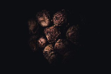 Dry roses in the darkness