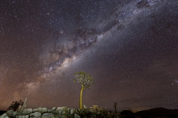 quiver tree under mikyway, nightscape , in the Karoo, south africa