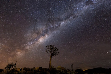 quiver tree under mikyway, nightscape , in the Karoo, south africa