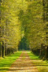 Fototapeta premium tree-lined avenue in park