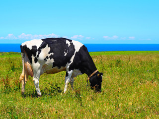 View of a Holstein Friesian cow in the green field