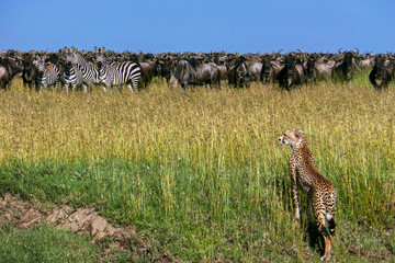 Cheetah approaches alert zebra and wildebeest