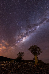 quiver tree under mikyway, nightscape , in the Karoo, south africa