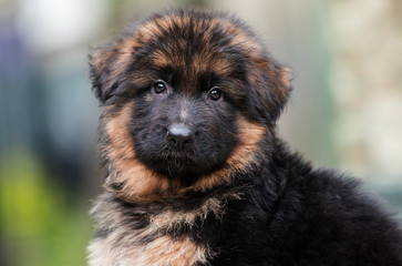 portrait of a German Shepherd puppy