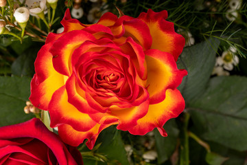 beautiful bouquet of colorful roses