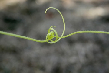 Cucumber tendrils