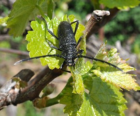 black beetle and vineyard