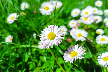 Chamomile flowers in the wind. Blooming Chamomile in the green grass. Summer background. Sunny day.