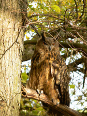 Eurasian eagle-owl (Bubo bubo) portrait 