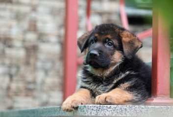 German shepherd dog lies on the porch