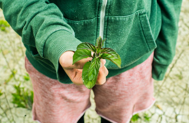 wild mint leaves held in the palm of your hand
