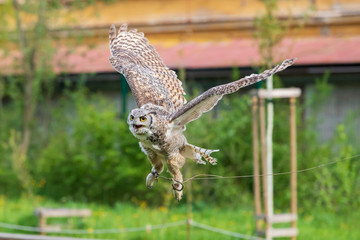 The barn owl - Bubo virginianus - falconry flies in the air