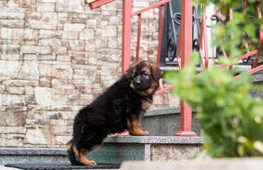 German shepherd dog on the porch