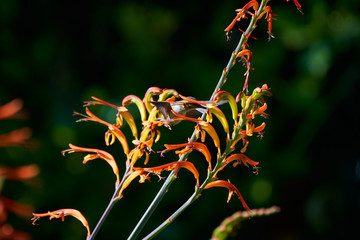 Hummingbird flying and feeding on Lucifer Plants.  Different Wing positions and body positions including Back view, and side views.  Green and Reddish brown colors