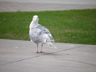 見つめるカモメ