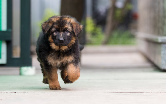 455 BEST "German Shepherd Puppy" IMAGES, STOCK PHOTOS & VECTORS | Adobe  Stock