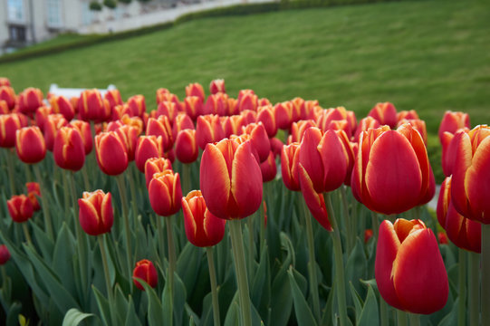 Red and yellow Tulips
