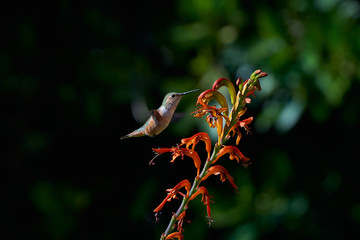 Hummingbird flying and feeding on Lucifer Plants.  Different Wing positions and body positions including Back view, and side views.  Green and Reddish brown colors