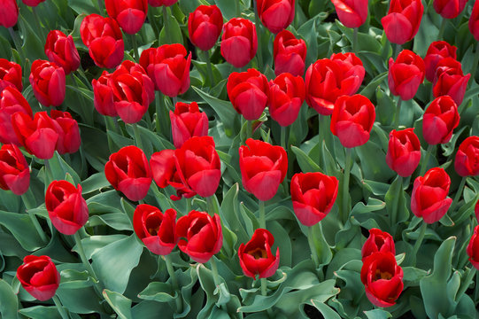 Red tulips
