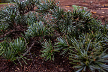 Rome, the branches of Pino have fallen in the park. The needles are still green.
