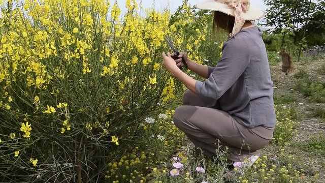 Woman collect yellow blossom gorse in the garden, horticultural concept
