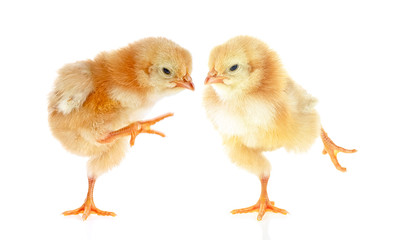 Two funny chickens isolated on a white background. Cute little chickens.