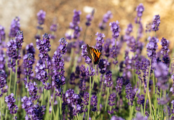 Naklejka premium Colorful Butterfly on the blooming lavender flowers