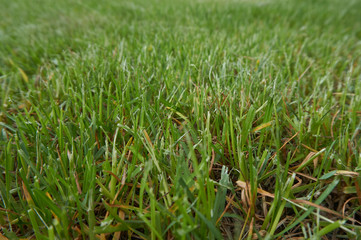 Grass