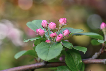 Beautiful pink Apple blossom, in bud, about to bloom in springtime. 