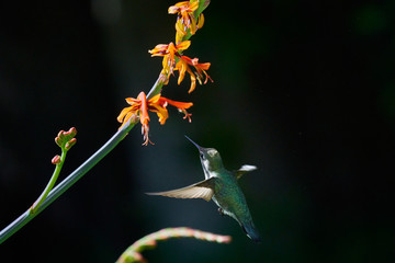 Hummingbird flying and feeding on Lucifer Plants.  Different Wing positions and body positions including Back view, and side views.  Green and Reddish brown colors